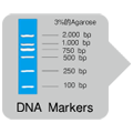 DNA Markers